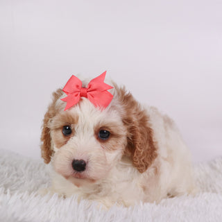 Susan - Available 10/7