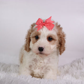 Susan - Available 10/7