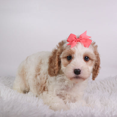 Susan - Available 10/7