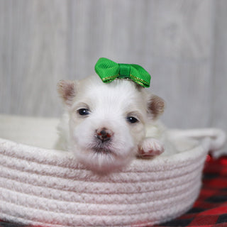 Susannah - Available 12/31