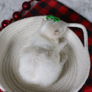 Susannah - Available 12/31