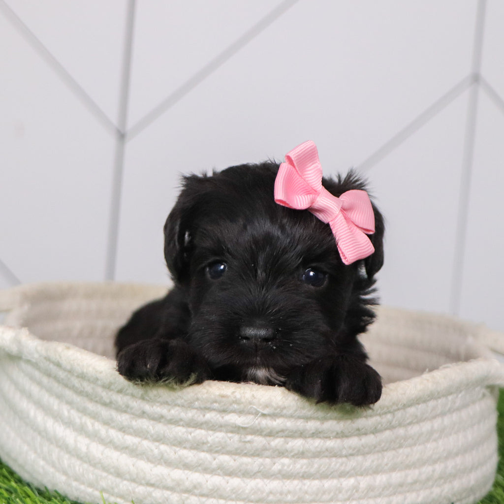 Sveta - Available 2/4