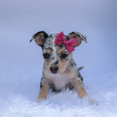 Talia - Available 9/10