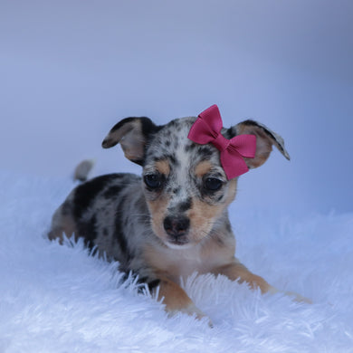 Talia - Available 9/10