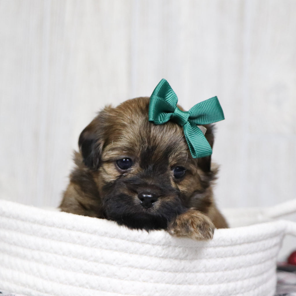 Tammy - Available 1/14