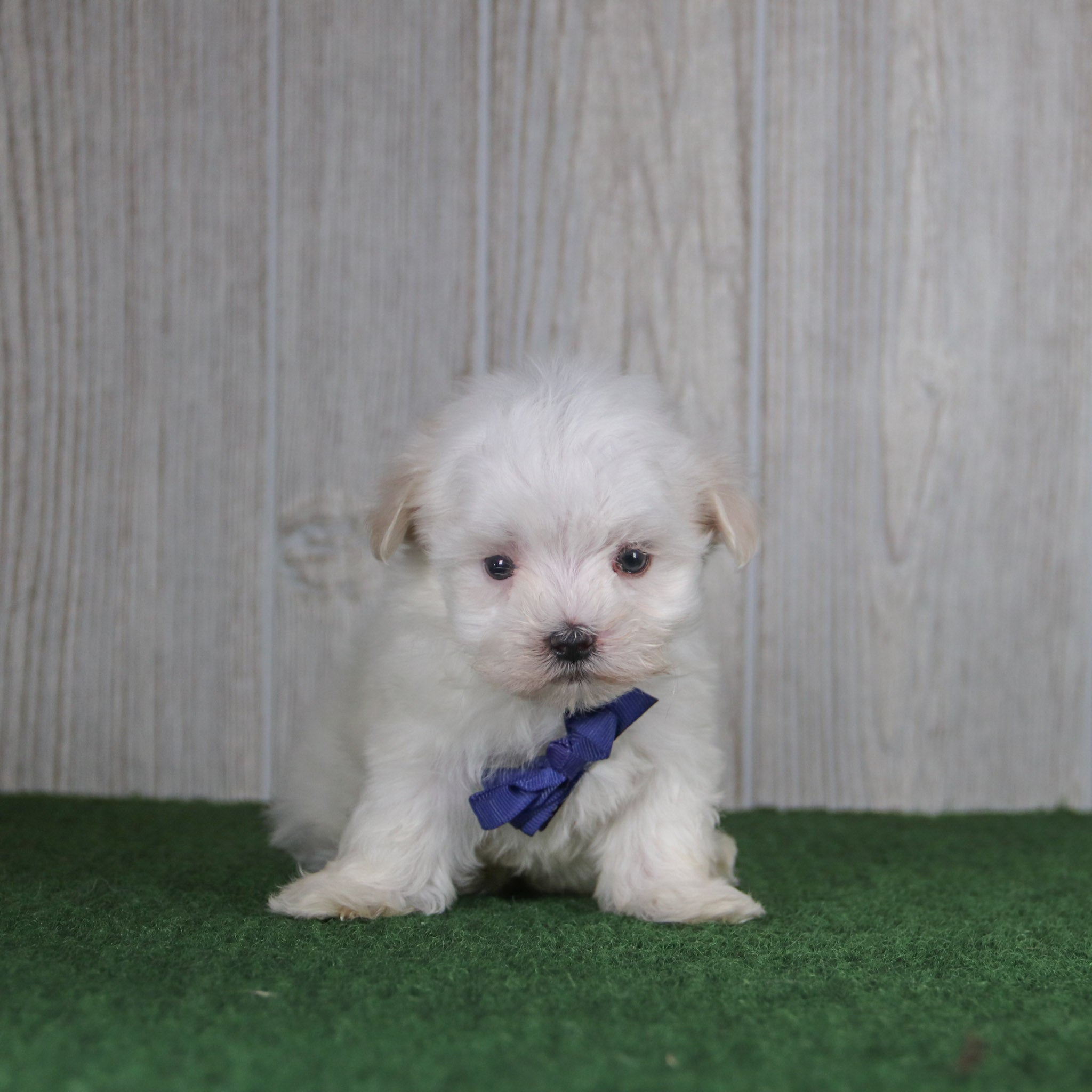 Puppies for sale in Greensboro