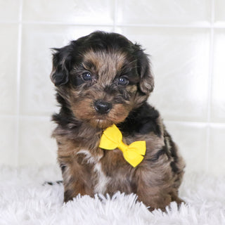 Tarzan - Available Now