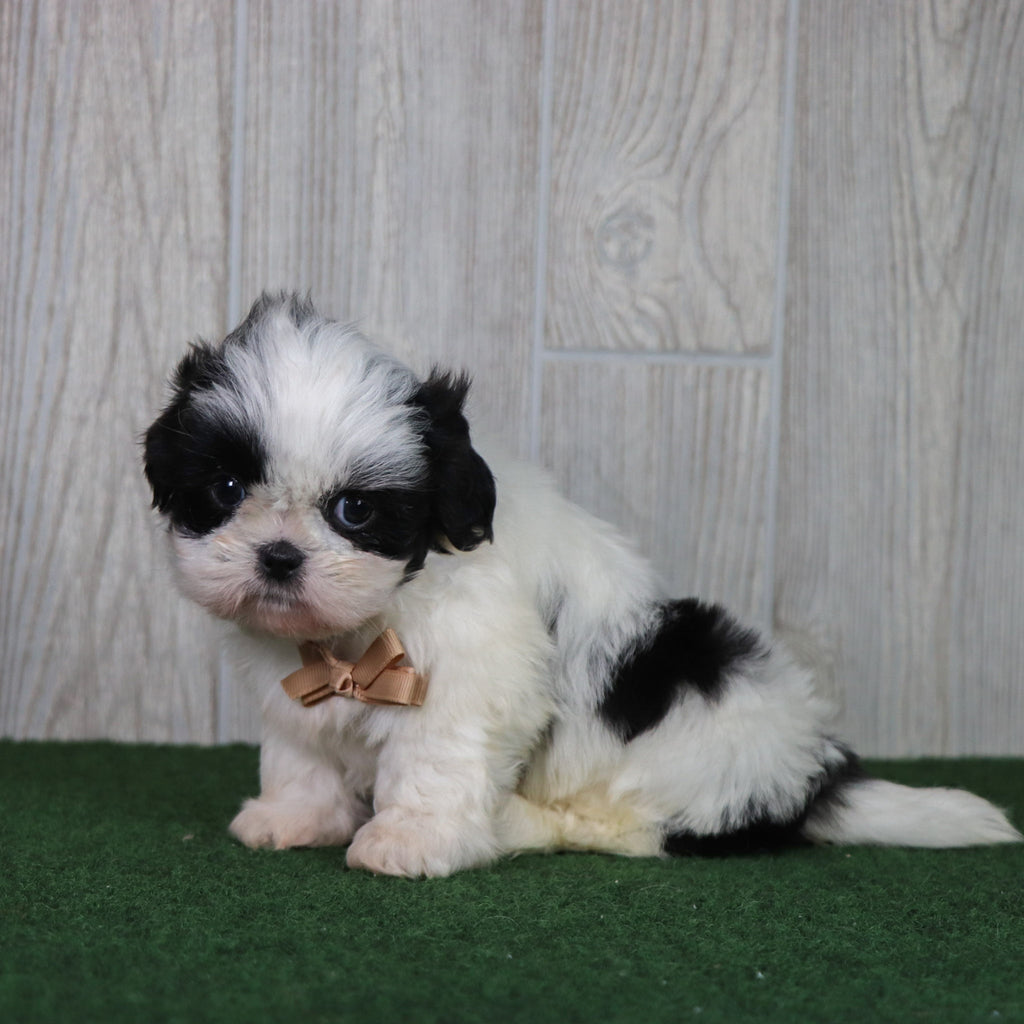 Tate - Available 5/6