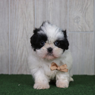 Tate - Available 5/6