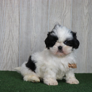 Tate - Available 5/6