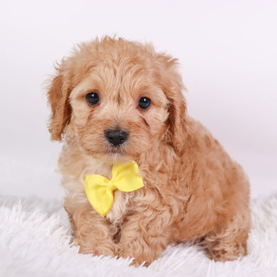 Tator - Available 10/7