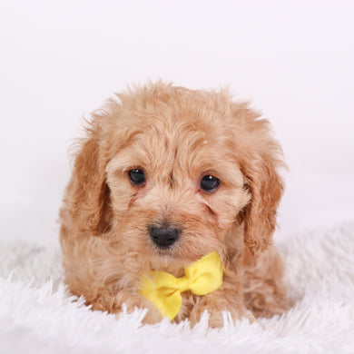 Tator - Available 10/7