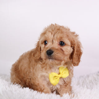 Tator - Available 10/7