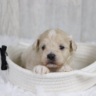 Taz - Available 2/11