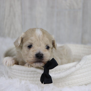 Taz - Available 2/11