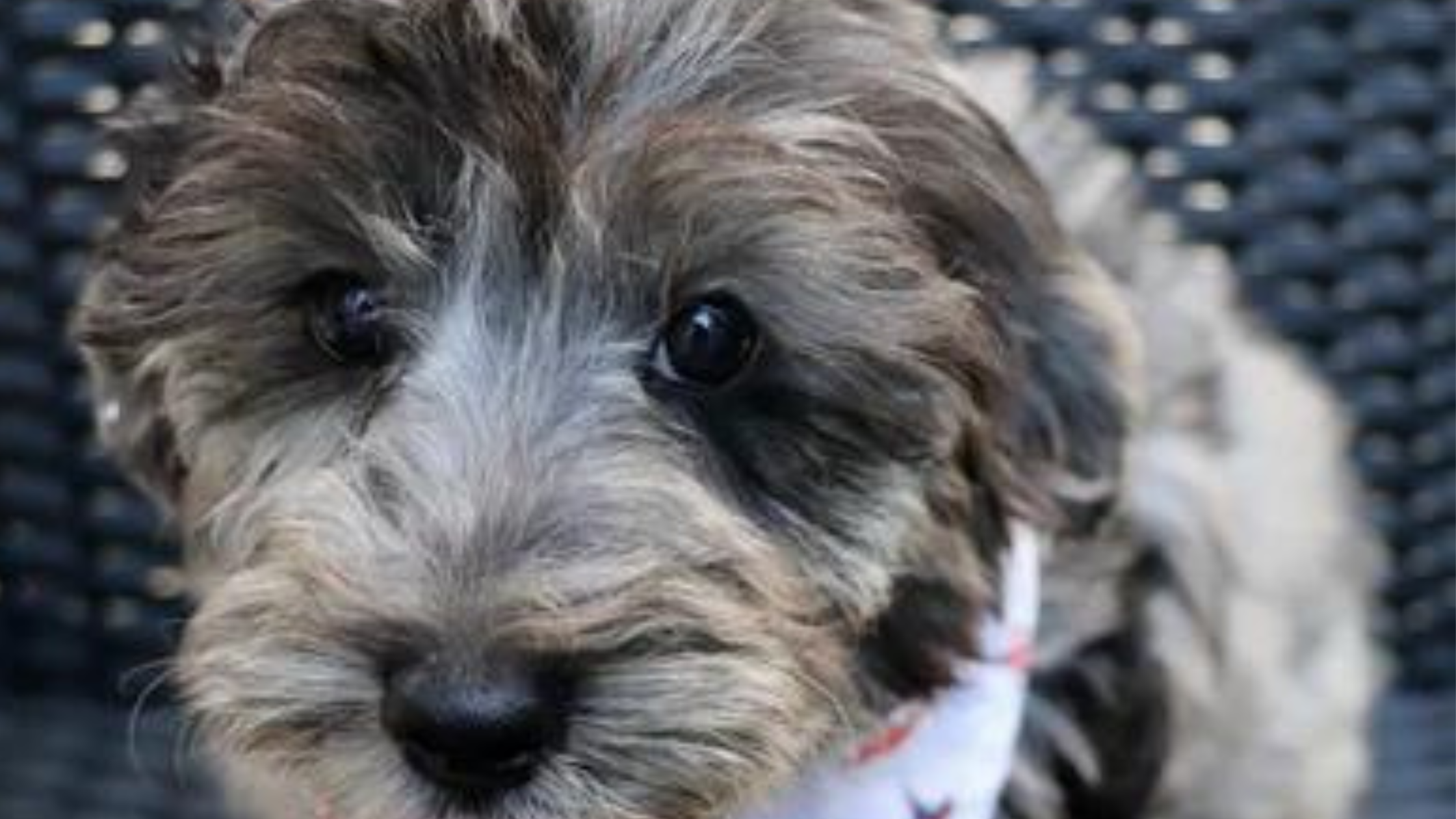 Teacup Yorkie Poo Puppy