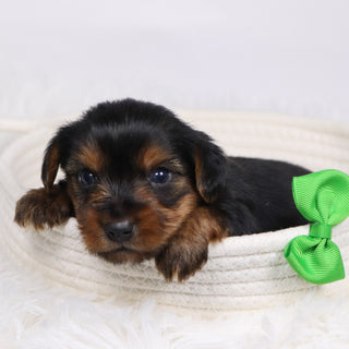 Tegan - Available 12/17