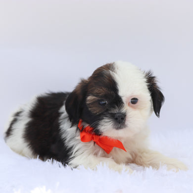 Terence - Available 9/10