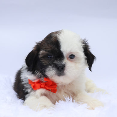 Terence - Available 9/10