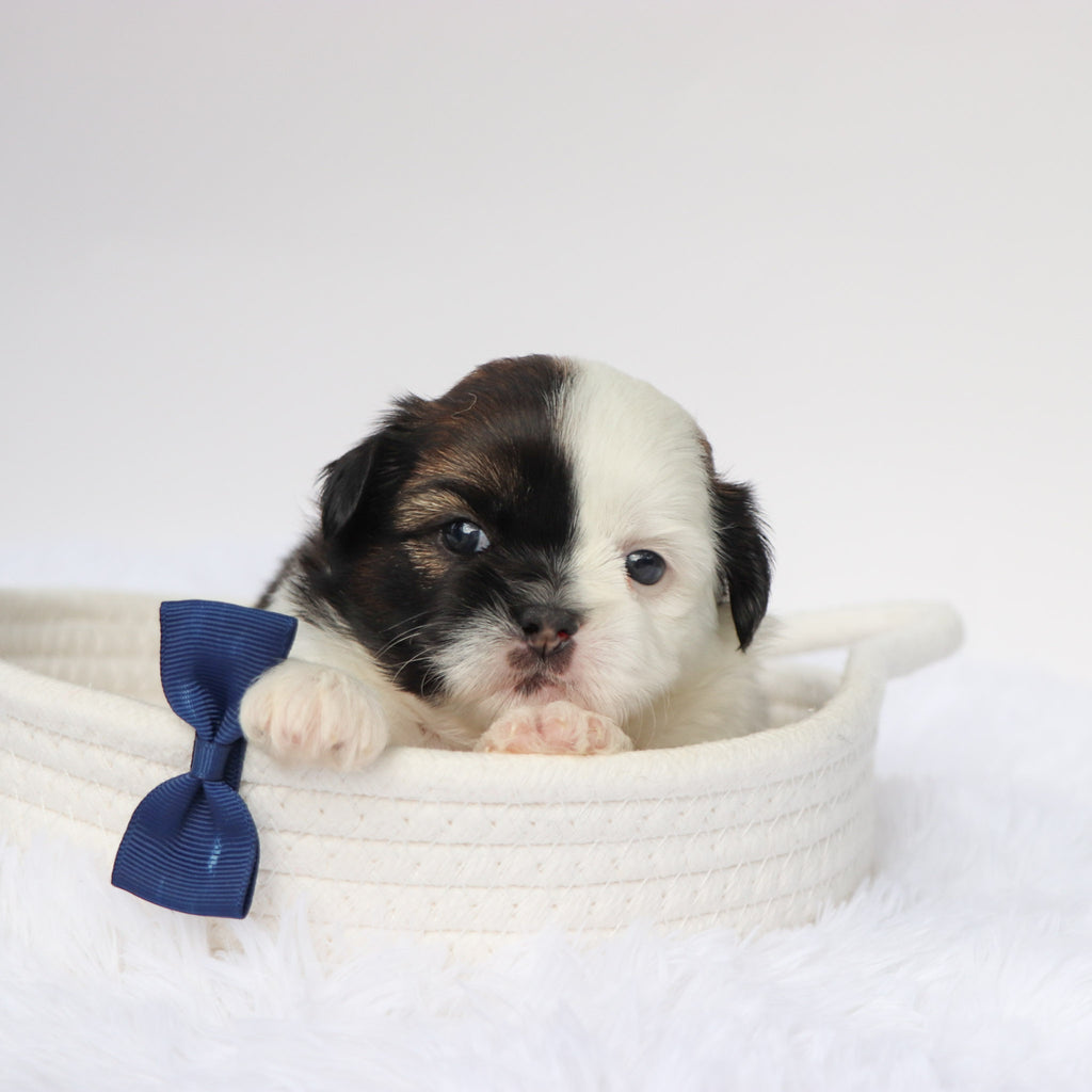 Terence - Available 9/10