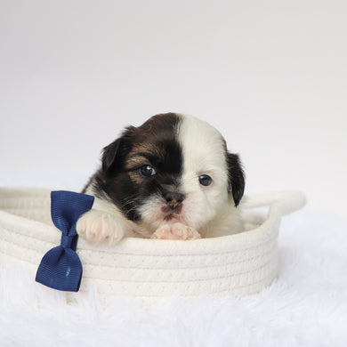 Terence - Available 9/10