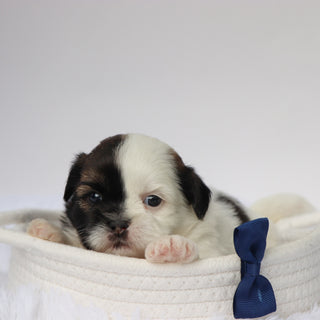 Terence - Available 9/10