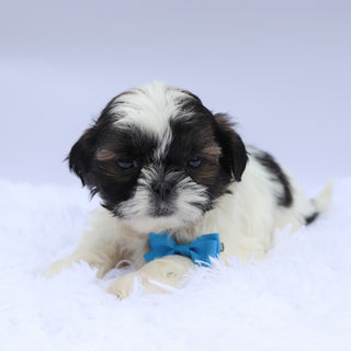 Terry - Available Now