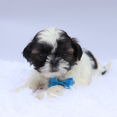 Terry - Available 9/10