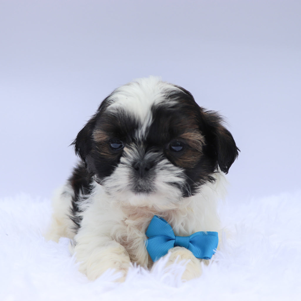 Terry - Available Now