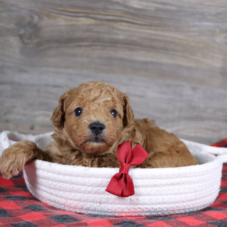 Terry - Available 1/14