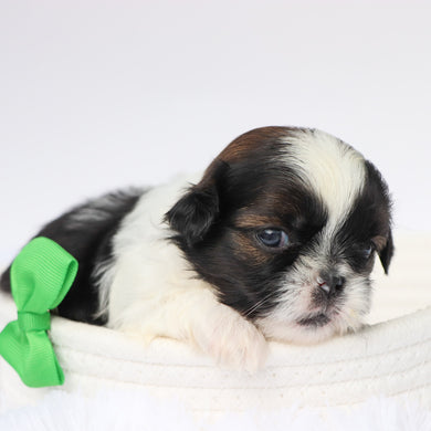 Terry - Available 9/10