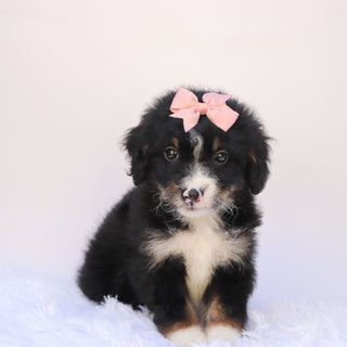 Thea - Available 9/24