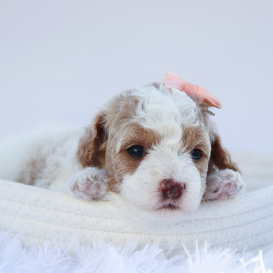 Thelma - Available 7/30