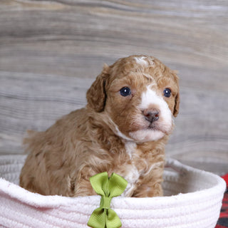 Theo - Available 1/14