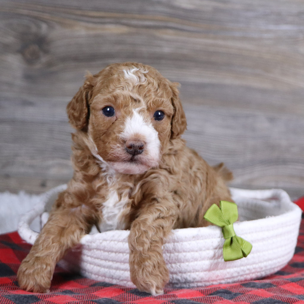 Theo - Available 1/14