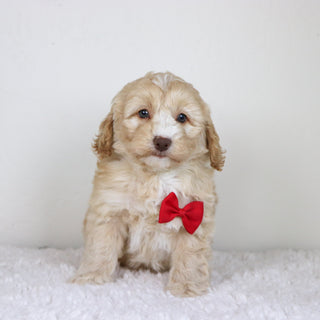 Theodor - Available 10/29