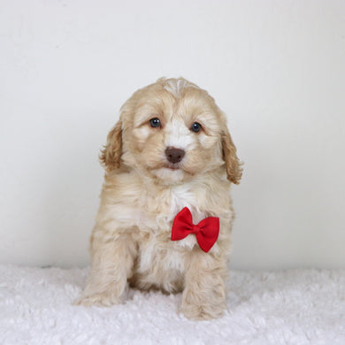 Theodor - Available 10/29