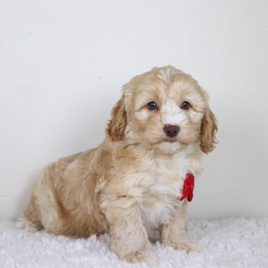 Theodor - Available 10/29