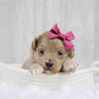 Tilda - Available 2/11