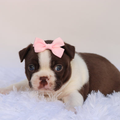Tillie - Available 10/15