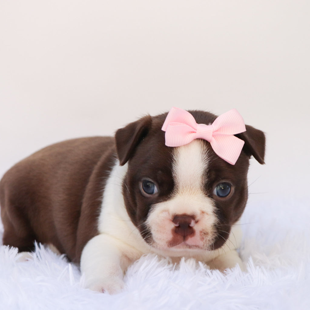 Tillie - Available 10/15