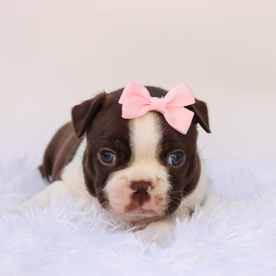 Tillie - Available 10/15