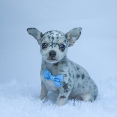 Timon - Available 10/22