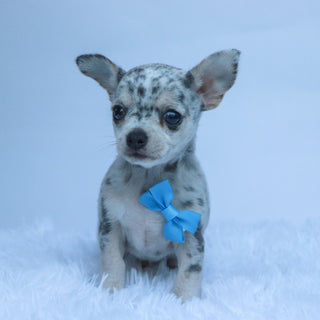 Timon - Available 10/22