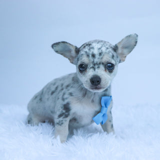 Timon - Available 10/22
