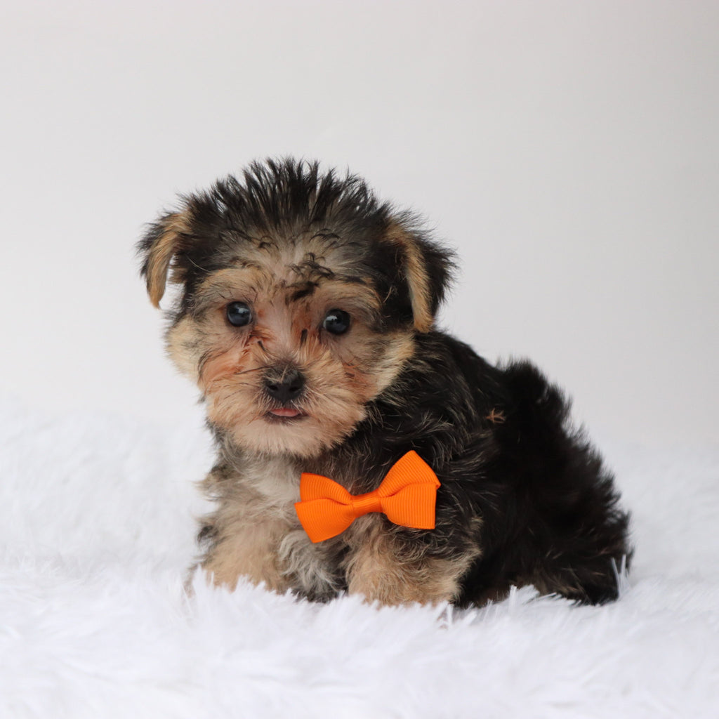 Toby - Available 8/13