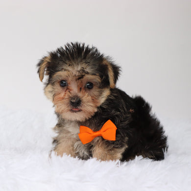 Toby - Available Now