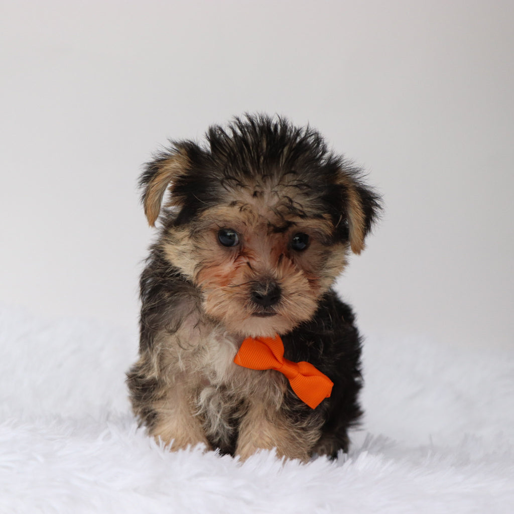 Toby - Available 8/13