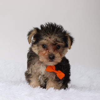 Toby - Available 8/13