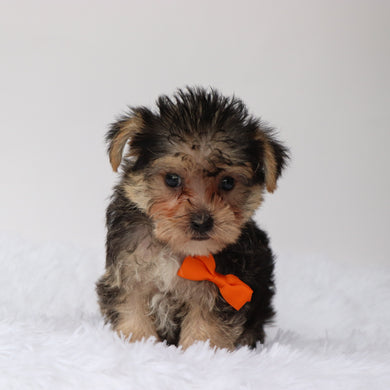 Toby - Available Now